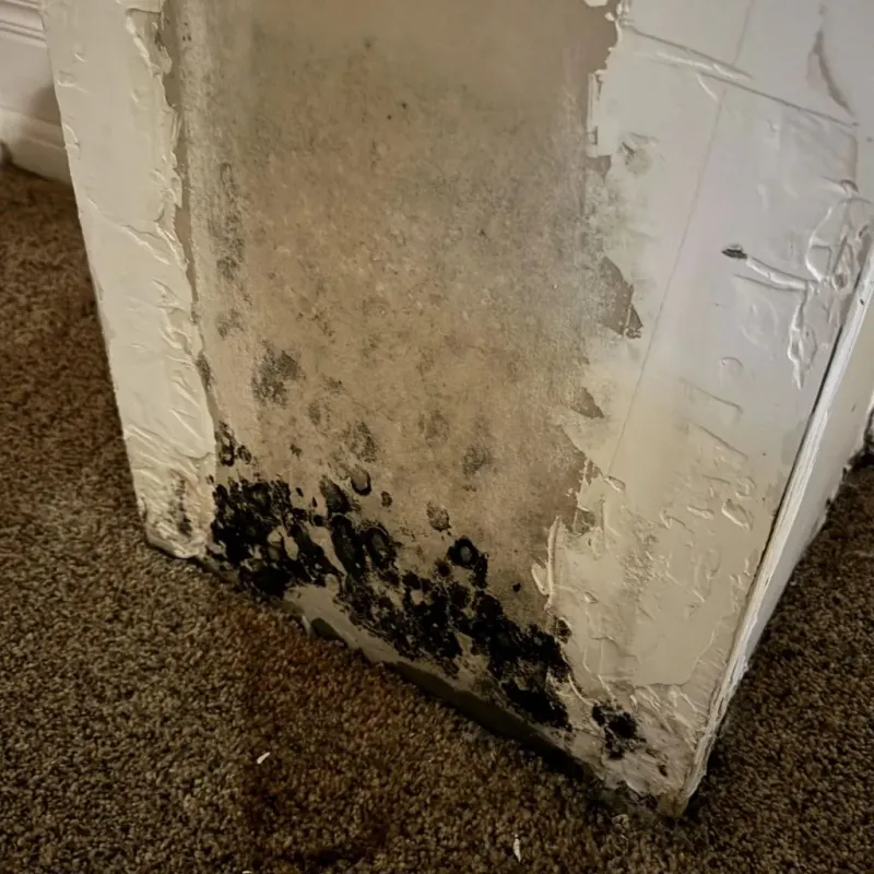 Professional Mold Removal in Clay County, WV